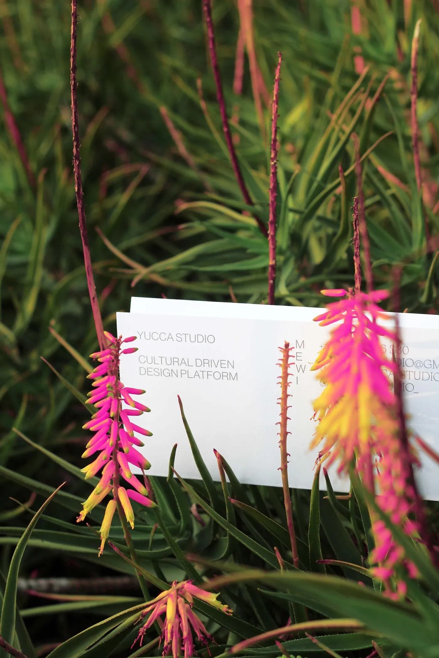 Yucca Studio visual identity